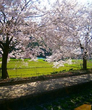 木津温泉　桜 (1).JPG